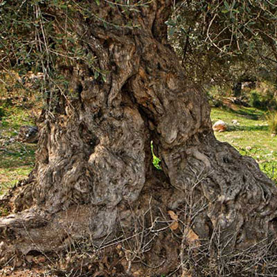  Gnarled 