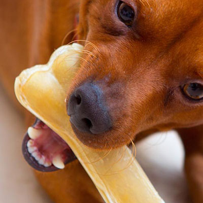 Gnaw