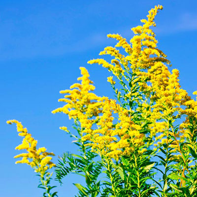 Goldenrod