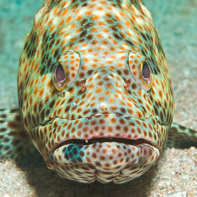 Grouper