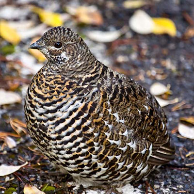  Grouse 