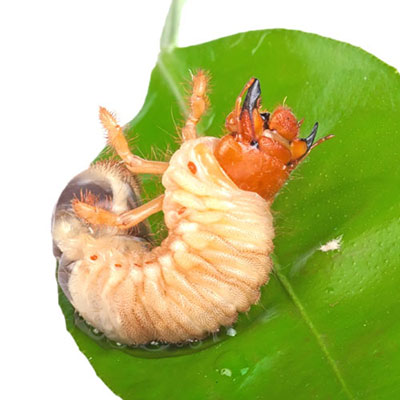 Grub