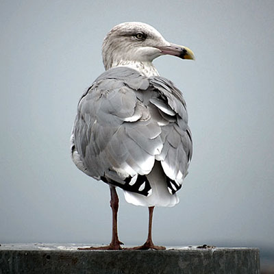 Gull