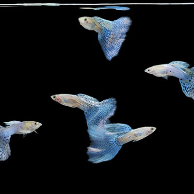 Guppies