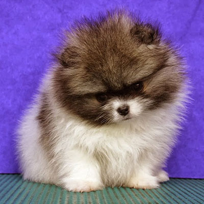 Pomsky