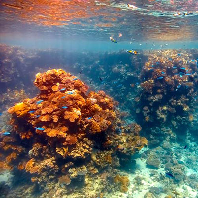 Coral Reef