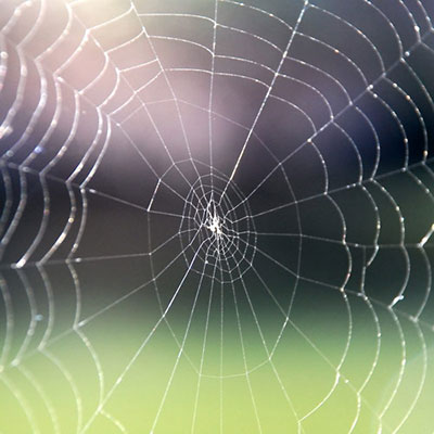 Web
