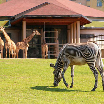 Zoo