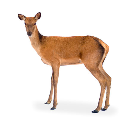 Doe