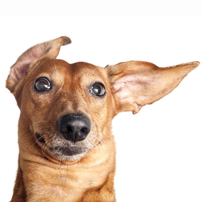  Ear 