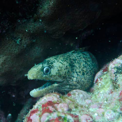 Eel