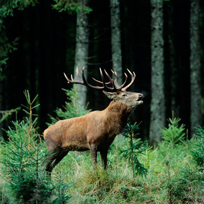  Elk 