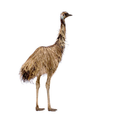  Emu 