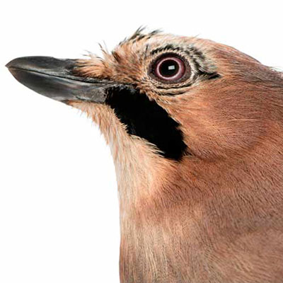  Jay 