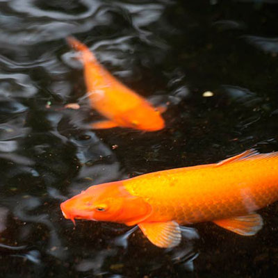  Koi 