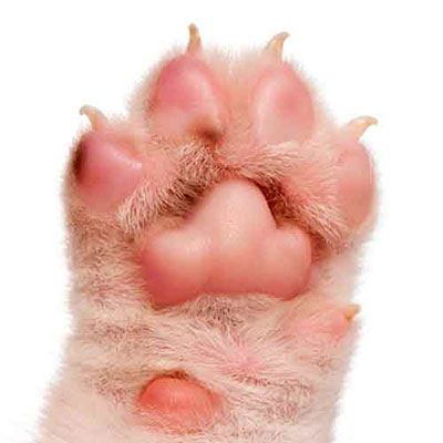 Paw