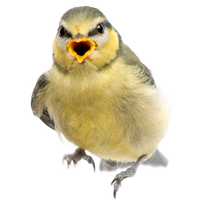 Tit