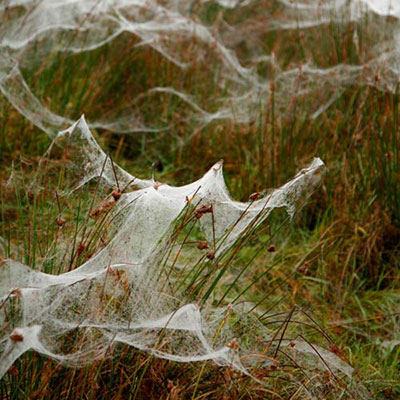  Web 