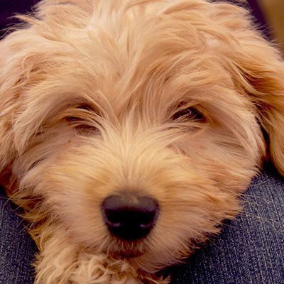 Labradoodle