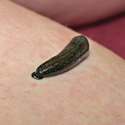 Leech
