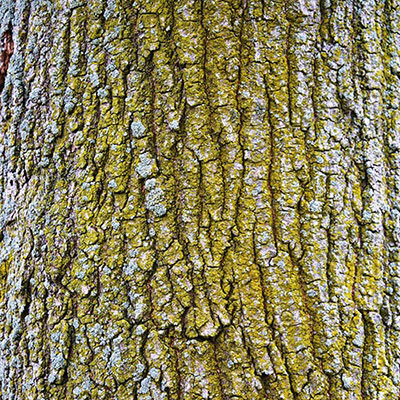 Lichen