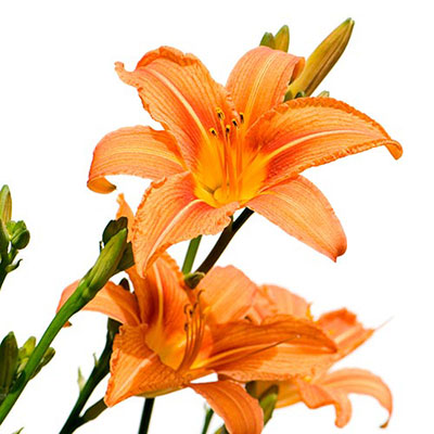 Lily