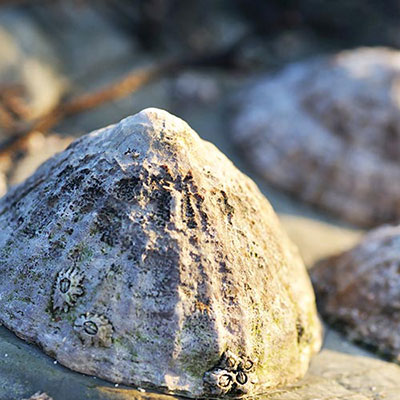 Limpet