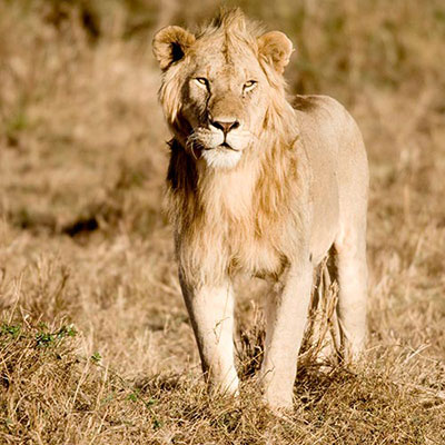 Lion