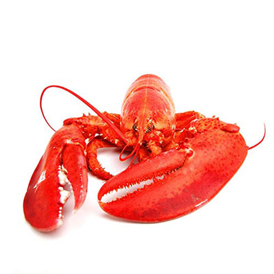 Lobster