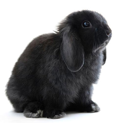  Lop-eared 