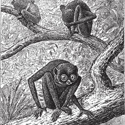 Loris