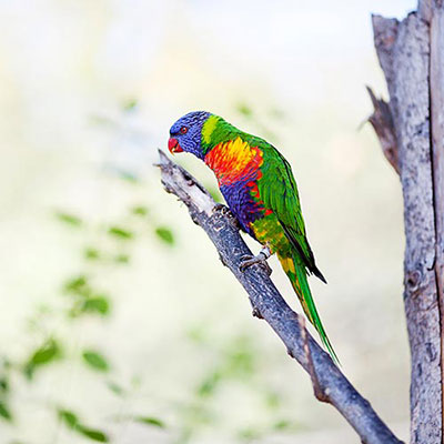 Lory
