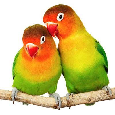 Lovebirds