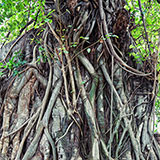  Aerial Roots 