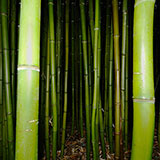  Bamboo 