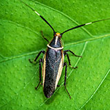  Cockroach 