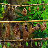  Cocoons 