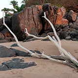  Driftwood 