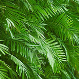  Foliage 