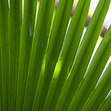  Fronds 