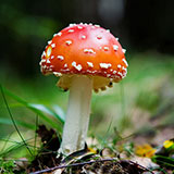  Hallucinogen 
