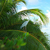  Heron 