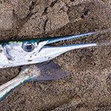  Needlefish 