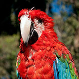  Parrot 