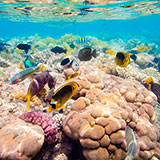  Reef 
