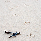  Seagull Tracks 