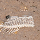 Skeleton 