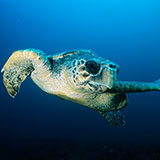  Turtle 