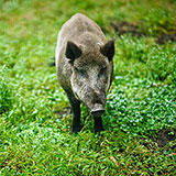  Wild Boar 