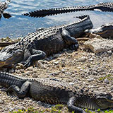  Alligators 